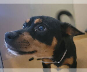 Mutt Dogs for adoption in Martinez, CA, USA