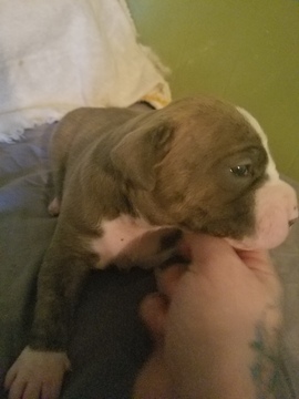 Medium Photo #5 American Pit Bull Terrier Puppy For Sale in GRIFFIN, GA, USA