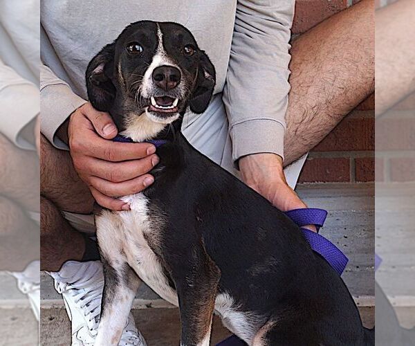 Medium Photo #3 Border Collie-Unknown Mix Puppy For Sale in Carrollton, TX, USA