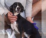 Small #2 Border Collie Mix