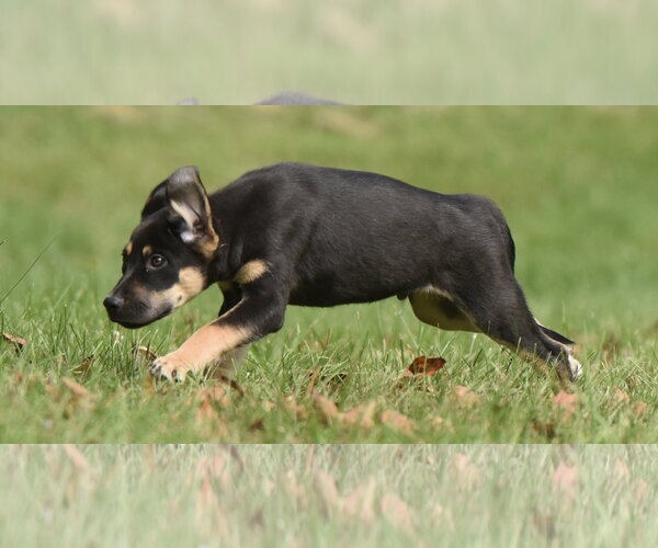 Medium Photo #5 Australian Shepherd-Unknown Mix Puppy For Sale in Mechanicsburg, PA, USA