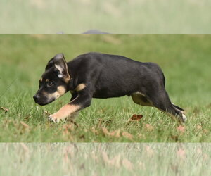 Tuba - Male Australian Shepherd-Unknown Mix Dog for Adoption - Photo #5