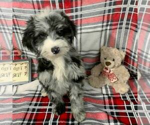 Poodle (Miniature)-Sheepadoodle Mix Puppy for sale in HOLMESVILLE, OH, USA