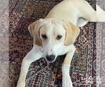 Small #9 Retriever  Mix