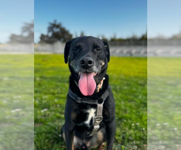 Medium Photo #6 Labrador Retriever-Unknown Mix Puppy For Sale in San Diego, CA, USA