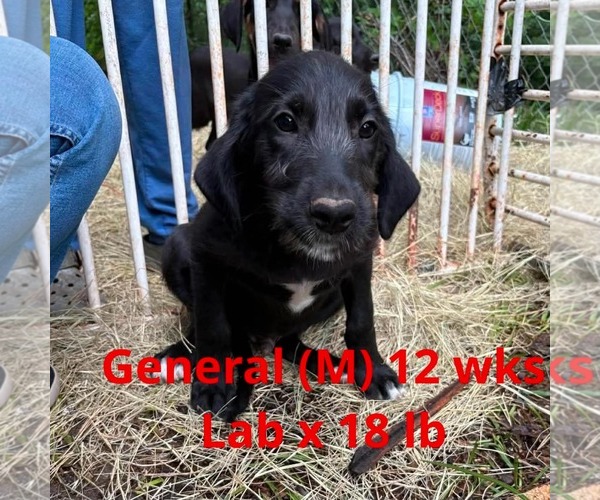 Medium Photo #6 Labrador Retriever-Unknown Mix Puppy For Sale in pomfret, CT, USA