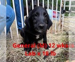 Small #5 Labrador Retriever Mix