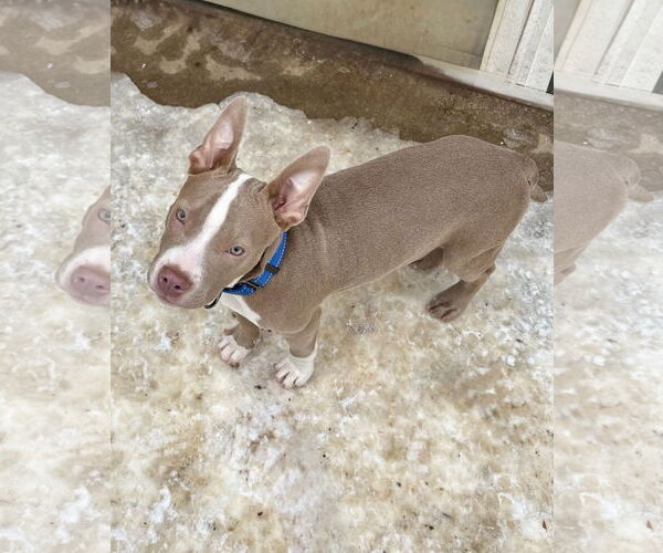 Medium Photo #4 American Pit Bull Terrier-Unknown Mix Puppy For Sale in Omaha, NE, USA