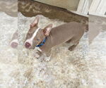 Small #3 American Pit Bull Terrier Mix
