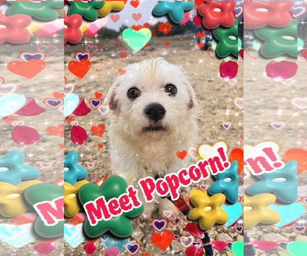 Medium Photo #1 Mutt Puppy For Sale in Pipe Creek, TX, USA