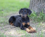 Small Photo #2 Doberman Pinscher Puppy For Sale in BEAUMONT, TX, USA