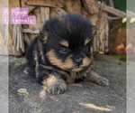 Small Photo #2 Pomeranian Puppy For Sale in COMER, GA, USA