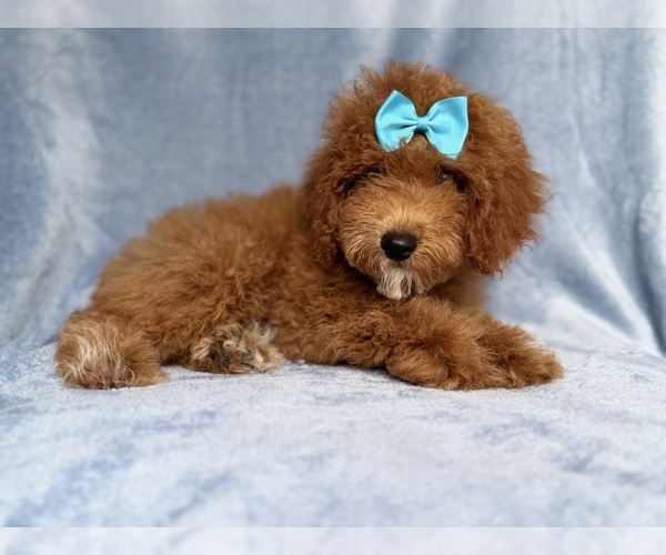 Medium Photo #3 Cockapoo (Miniature) Puppy For Sale in LAKELAND, FL, USA