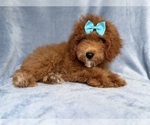 Small #2 Cockapoo (Miniature)