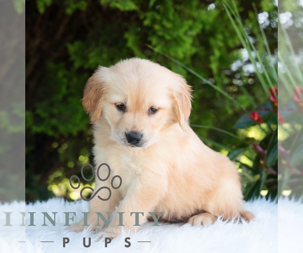 Medium Photo #6 Golden Retriever Puppy For Sale in NEWPORT, PA, USA