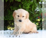 Small #5 Golden Retriever
