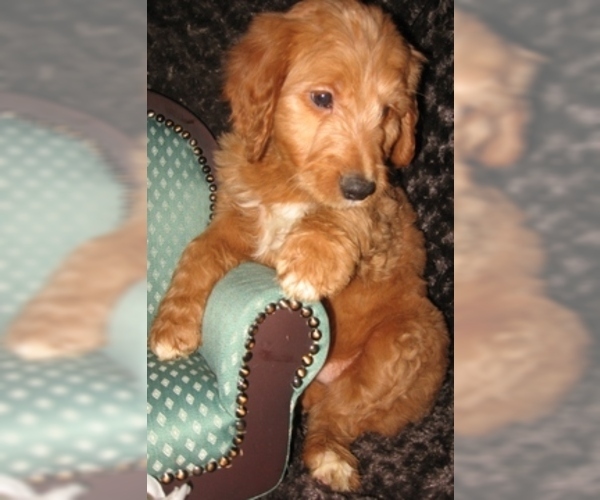 Medium Photo #8 Goldendoodle Puppy For Sale in SELINSGROVE, PA, USA