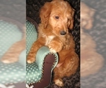 Small Photo #8 Goldendoodle Puppy For Sale in SELINSGROVE, PA, USA