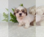 Small #10 Shih Tzu