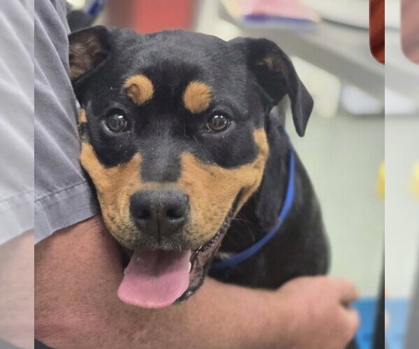 Medium Photo #1 Rottweiler-Unknown Mix Puppy For Sale in Hillsboro, NH, USA