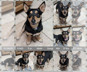 Dachshund-Unknown Mix Dogs for adoption in Mesa, AZ, USA