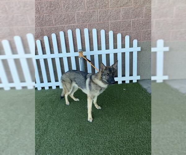 Medium Photo #1 German Shepherd Dog Puppy For Sale in Modesto, CA, USA