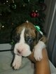 Small Photo #1 Boxer Puppy For Sale in OAKLAND, CA, USA