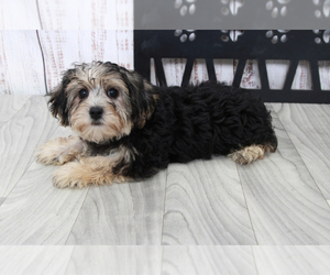 Yo-Chon Puppy for sale in MARIETTA, GA, USA