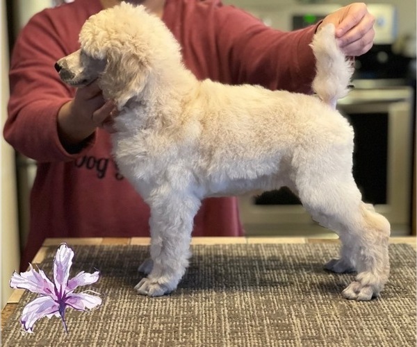Medium Photo #2 Poodle (Standard) Puppy For Sale in MOSES LAKE, WA, USA