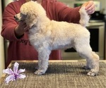 Small Photo #2 Poodle (Standard) Puppy For Sale in MOSES LAKE, WA, USA