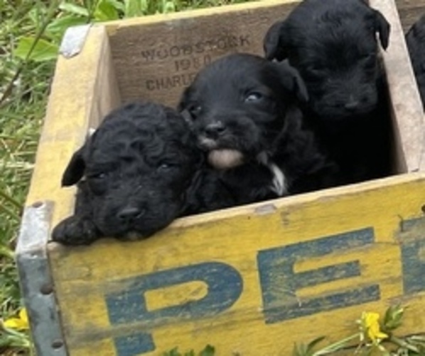 Medium Photo #10 Aussiedoodle Puppy For Sale in BIRCHWOOD, TN, USA