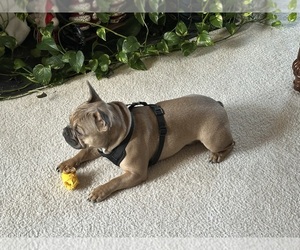 French Bulldog Puppy for sale in CLINTON, MD, USA