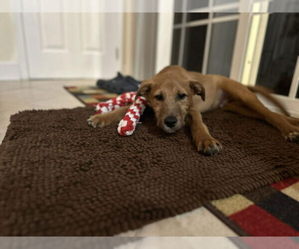Medium Photo #2 Mutt Puppy For Sale in Woodbury, NY, USA