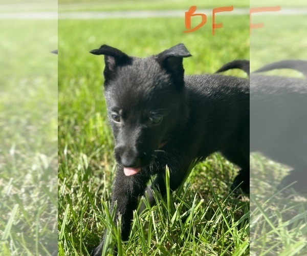 Medium Photo #1 German Shepherd Dog Puppy For Sale in ROCKFIELD, KY, USA