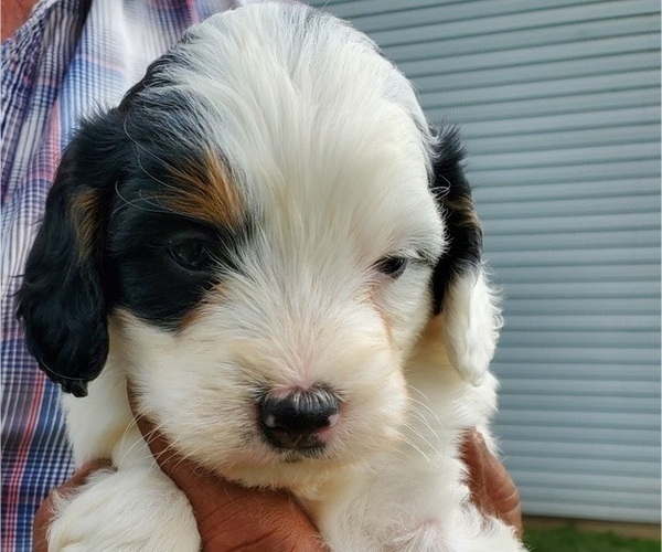 Medium Photo #31 Bernedoodle (Miniature) Puppy For Sale in LEETONIA, OH, USA