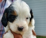 Small #30 Bernedoodle (Miniature)