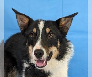 Border Collie-Unknown Mix Dogs for adoption in Canton, CT, USA