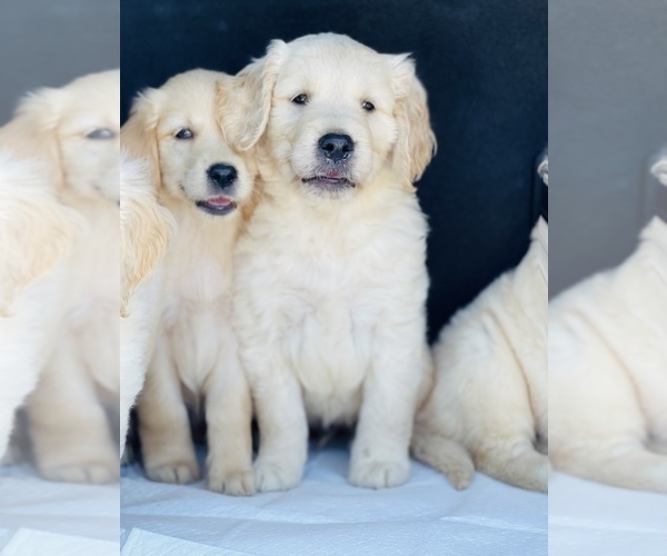 Medium Photo #4 Golden Retriever Puppy For Sale in WESLEY CHAPEL, FL, USA
