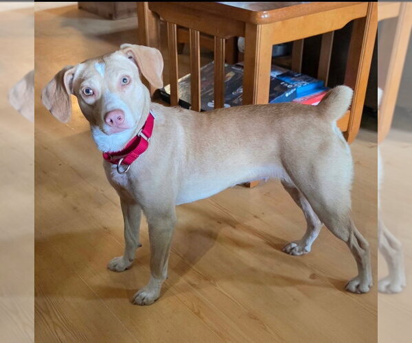 Medium Photo #3 Mutt Puppy For Sale in Canton, CT, USA