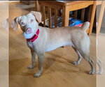 Small #2 Mutt