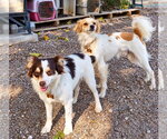 Mocha & Latte - Male Chihuahua-Unknown Mix Dog for Adoption - Small photo