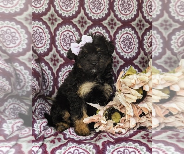 Medium Photo #3 Pom-A-Poo Puppy For Sale in OXFORD, PA, USA