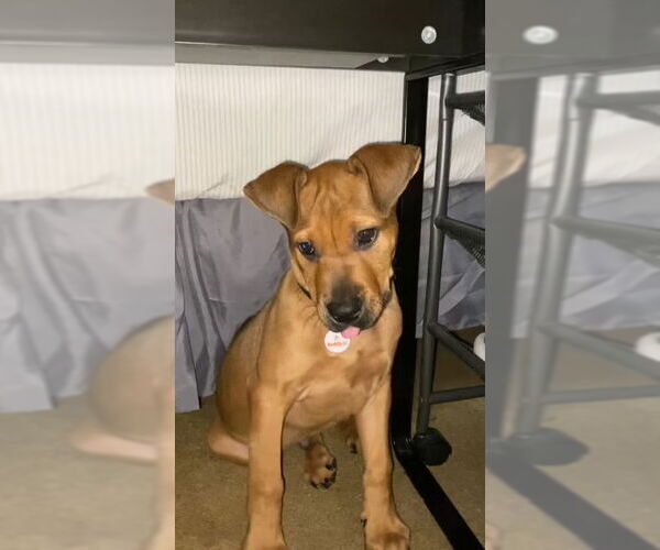 Medium Photo #6 Mutt Puppy For Sale in Dana Point, CA, USA
