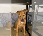 Small #5 Mutt