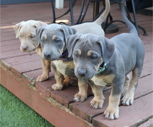 American Bully Litter for sale in WASHOUGAL, WA, USA