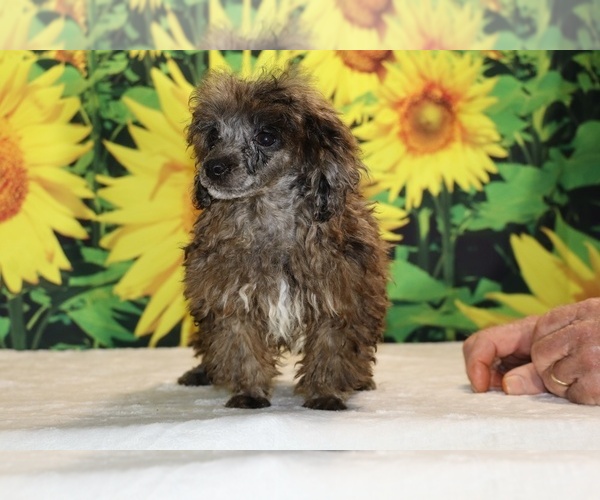 Medium Photo #3 Poodle (Toy) Puppy For Sale in DYERSBURG, TN, USA