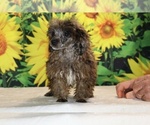 Spirit - Male Poodle (Toy) Puppy for Sale - Photo #3