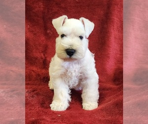 Schnauzer (Miniature) Puppy for sale in LUCASVILLE, OH, USA