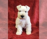 Image preview for Ad Listing. Nickname: Red boy