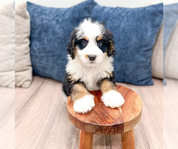 Medium Photo #3 Bernedoodle (Miniature) Puppy For Sale in DUNDEE, OH, USA
